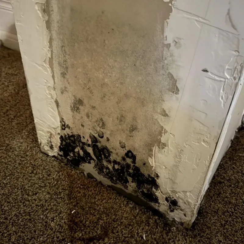 Professional Mold Removal in Worthington, IN